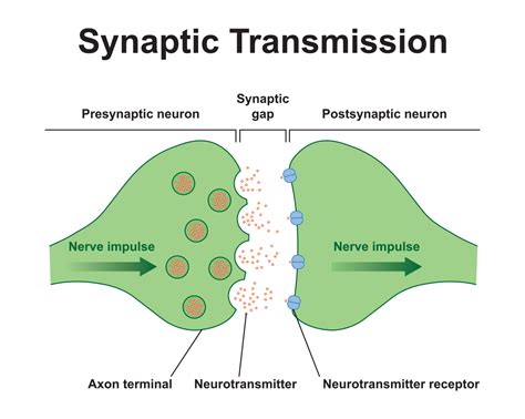 Synapse .